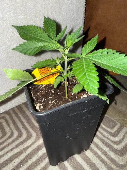 Original Sensible Seeds. Week 2 - strange lookin internodes 