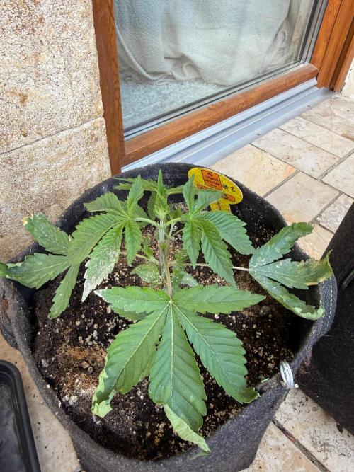 Original Sensible Seeds. Week 2 - massiv stress after transplanting