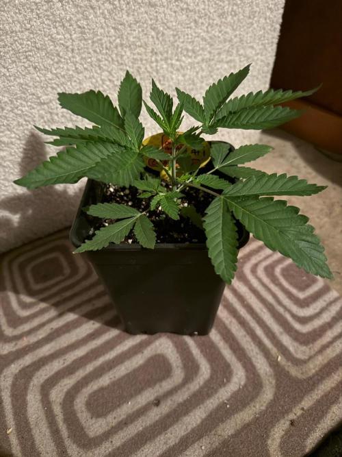 Original Sensible Seeds. Week 3
