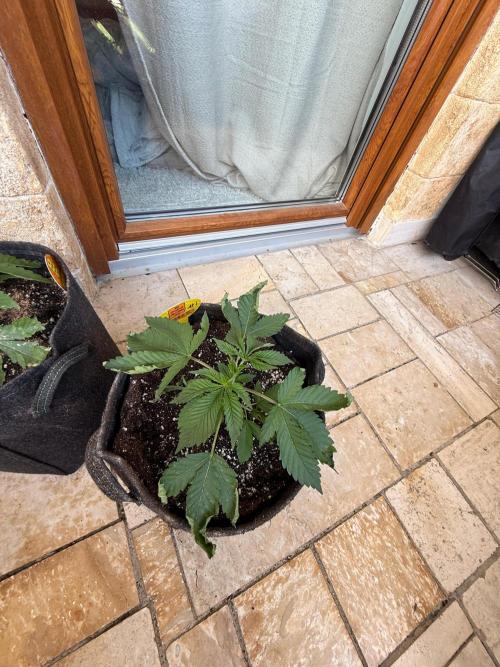 Original Sensible Seeds. Week 3