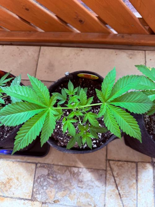 Original Sensible Seeds. Week 4
