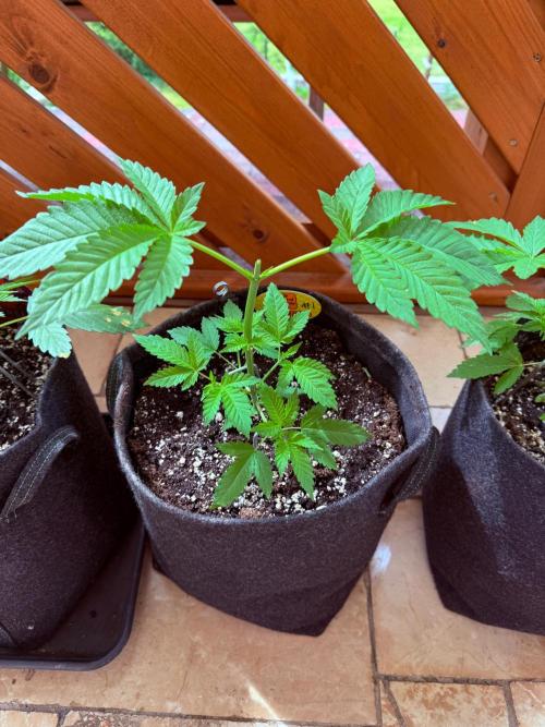 Original Sensible Seeds. Week 4