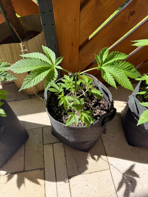 Original Sensible Seeds. Week 4