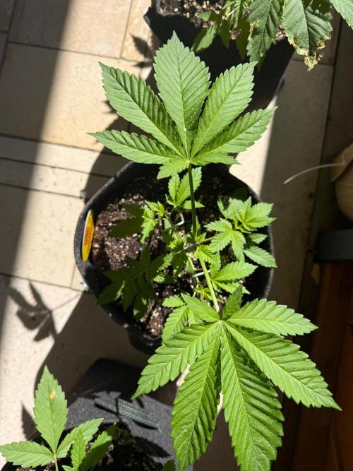 Original Sensible Seeds. Week 4