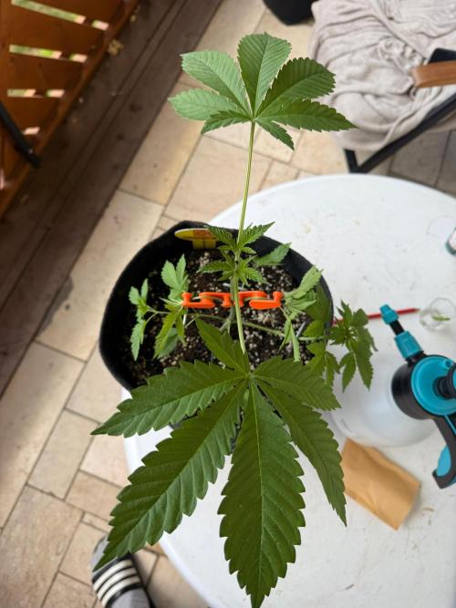 Original Sensible Seeds. Week 4