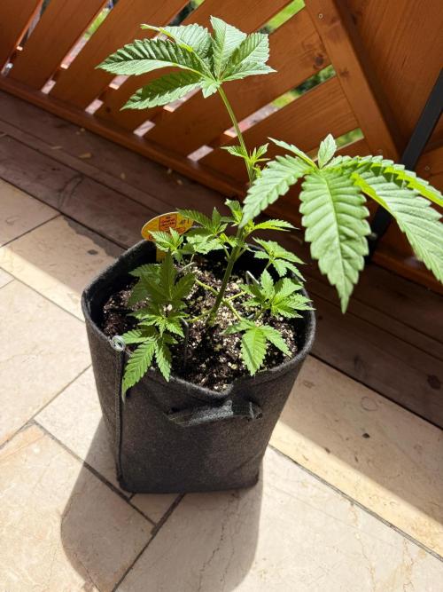 Original Sensible Seeds. Week 4