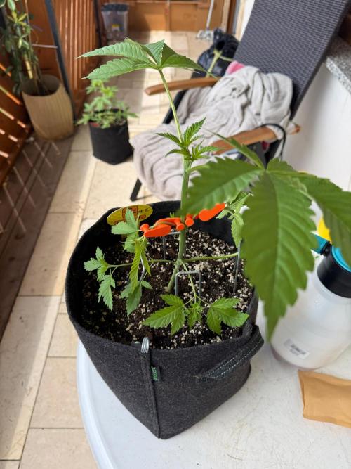 Original Sensible Seeds. Week 4