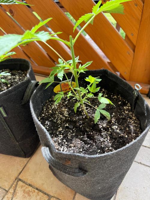 Original Sensible Seeds. Week 4