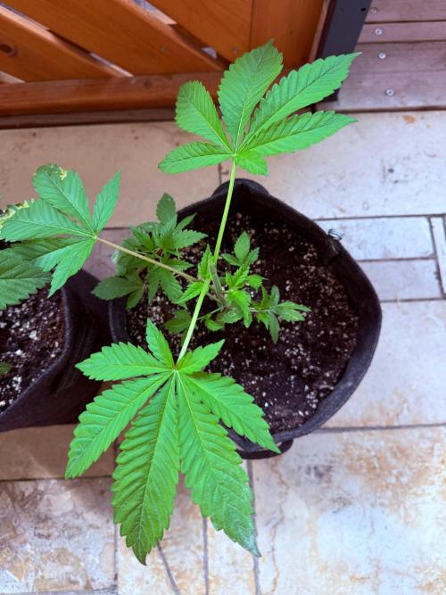 Original Sensible Seeds. Week 4