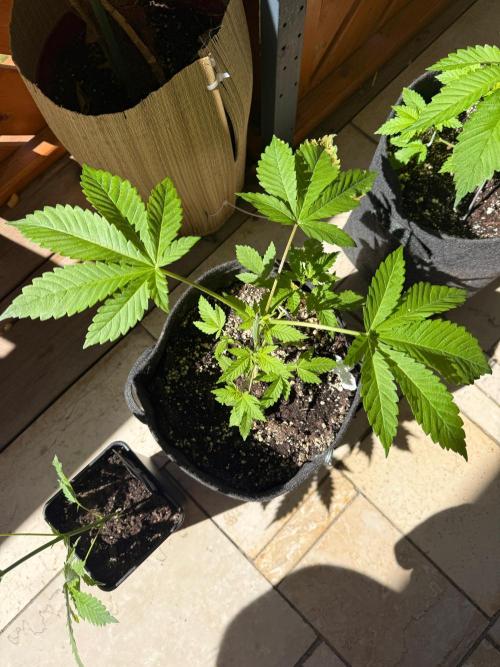 Original Sensible Seeds. Week 4