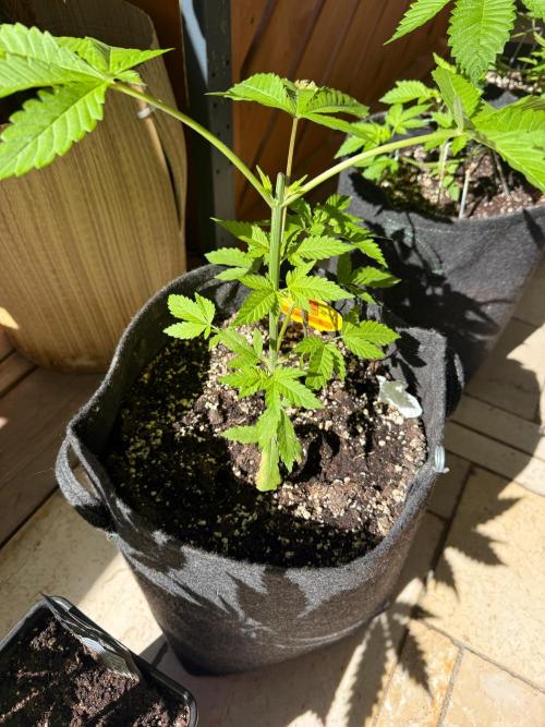 Original Sensible Seeds. Week 4