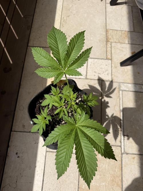Orange Biscuit. Week 5