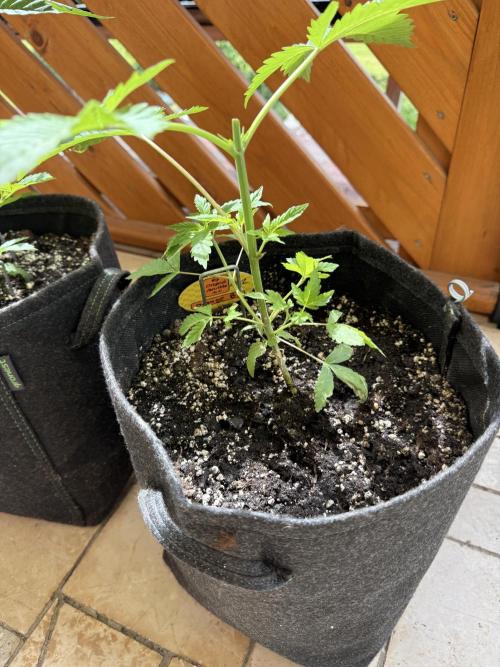 Original Sensible Seeds. Week 5