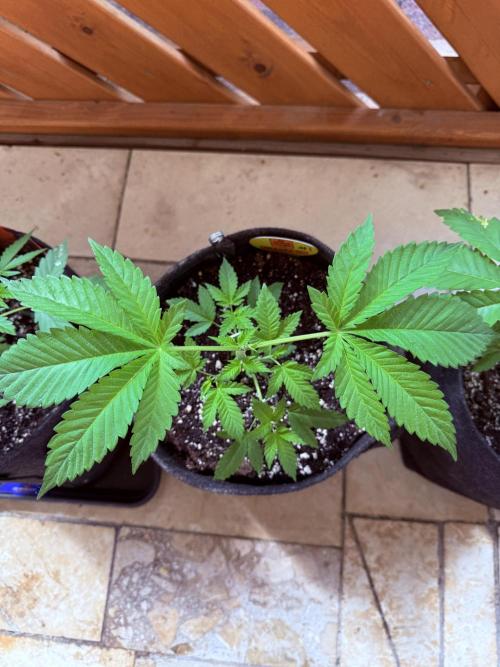 Original Sensible Seeds. Week 5