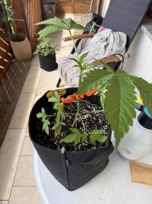 Original Sensible Seeds. Week 5