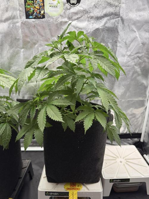 Original Sensible Seeds. Week 6