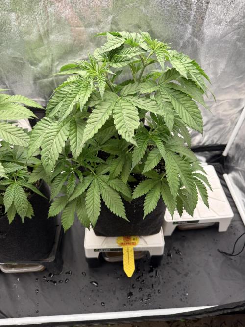 Original Sensible Seeds. Week 6