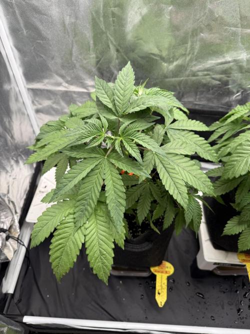 Original Sensible Seeds. Week 6