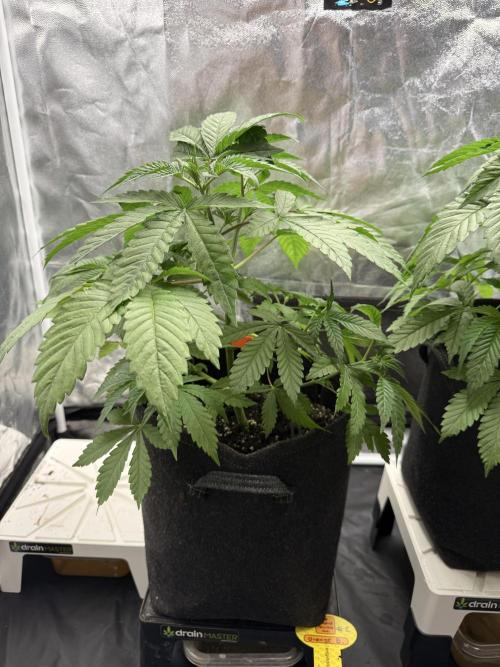 Original Sensible Seeds. Week 6