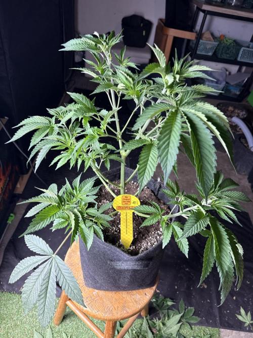 Original Sensible Seeds. Week 7