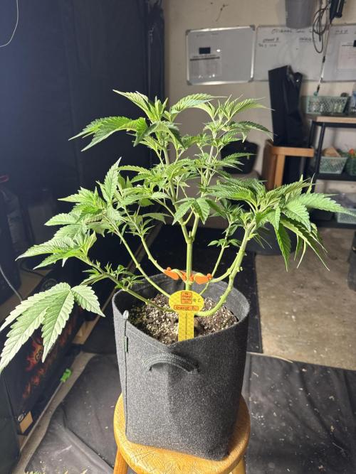 Original Sensible Seeds. Week 7