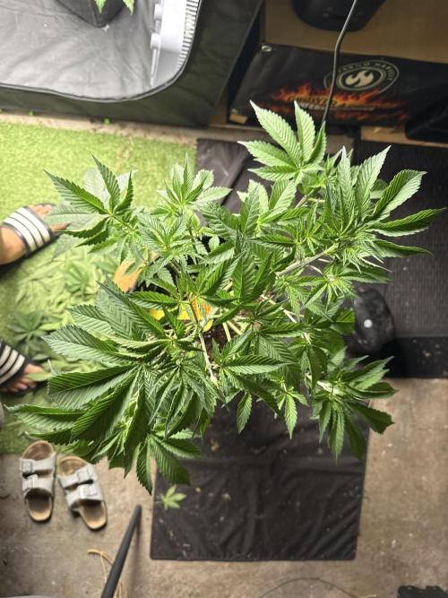 Original Sensible Seeds. Week 7