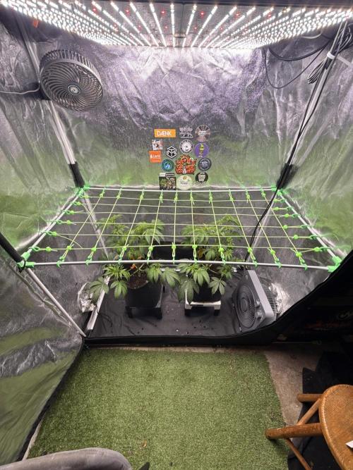 Original Sensible Seeds. Week 7