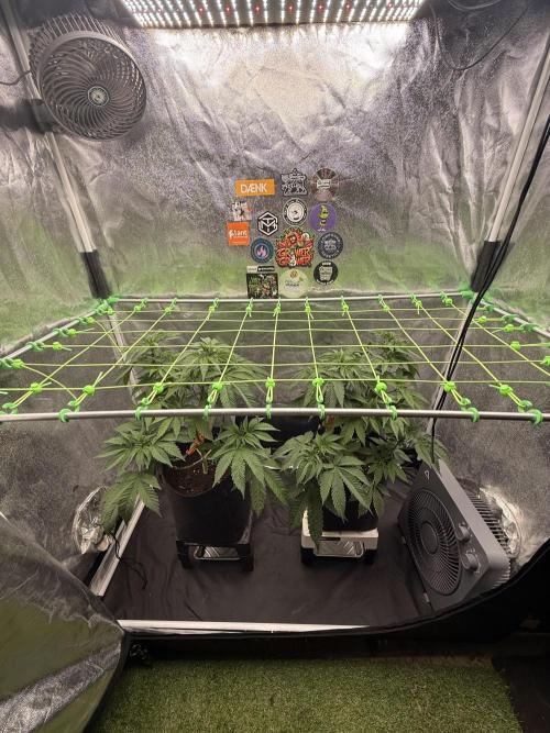 Original Sensible Seeds. Week 8