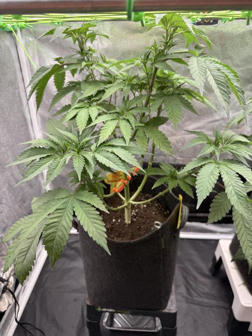 Original Sensible Seeds. Week 8