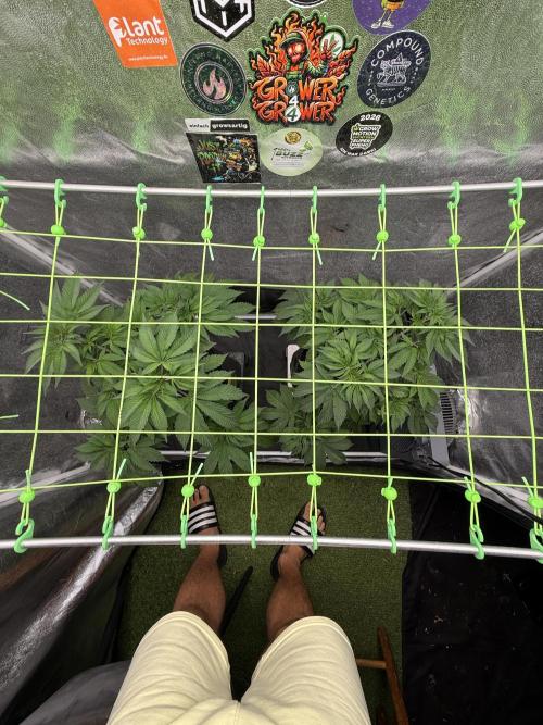 Original Sensible Seeds. Week 8