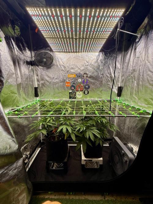 Original Sensible Seeds. Week 8
