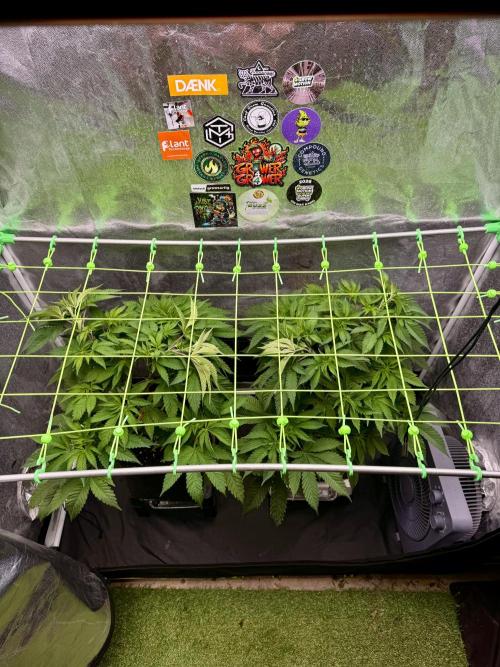 Original Sensible Seeds. Week 9
