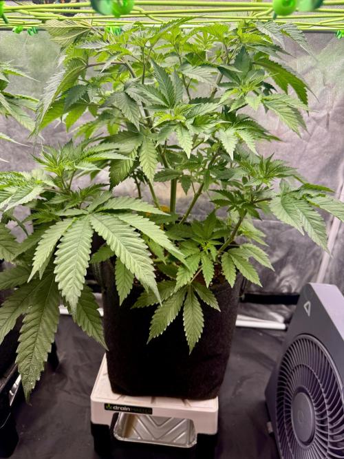Original Sensible Seeds. Week 9