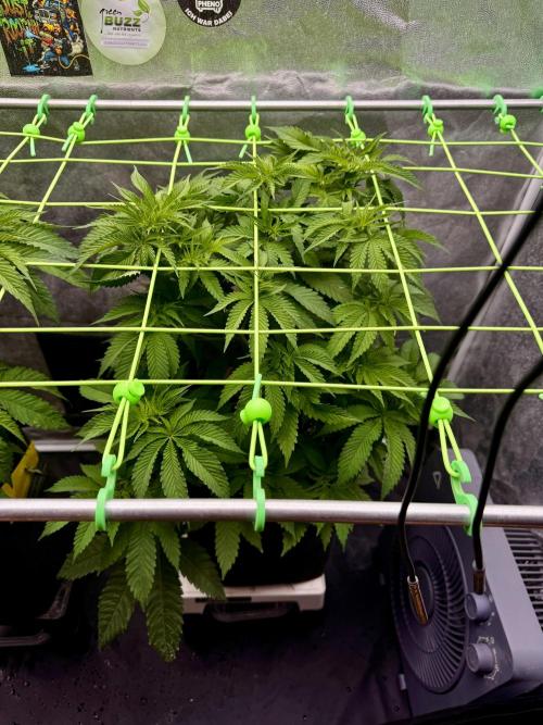 Original Sensible Seeds. Week 9