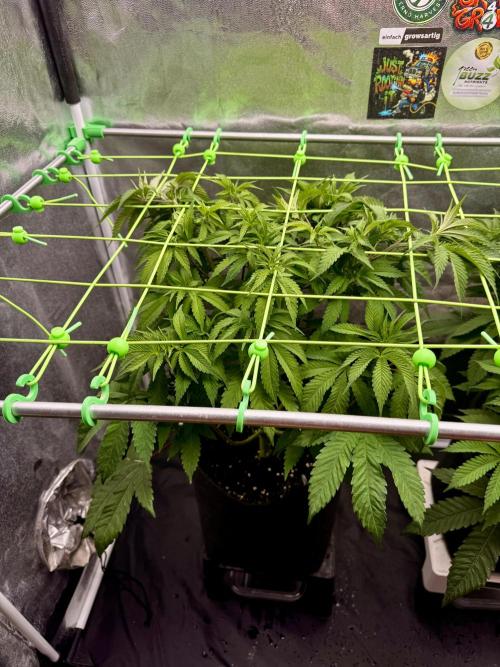 Original Sensible Seeds. Week 9