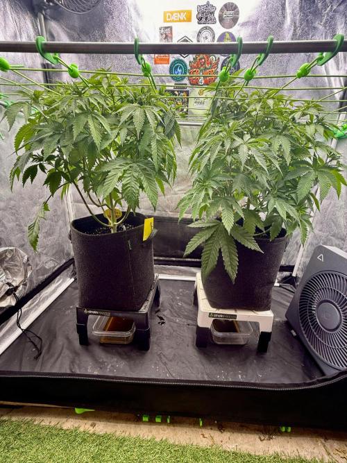 Original Sensible Seeds. Week 9