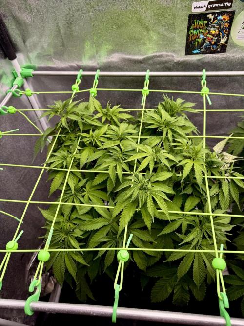 Original Sensible Seeds. Week 9