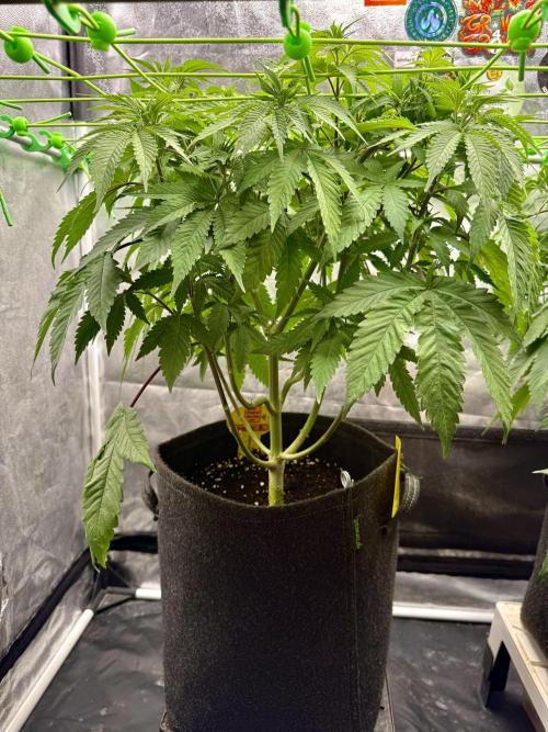 Original Sensible Seeds. Week 9