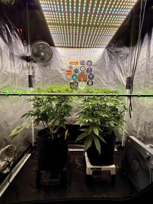 Original Sensible Seeds. Week 10
