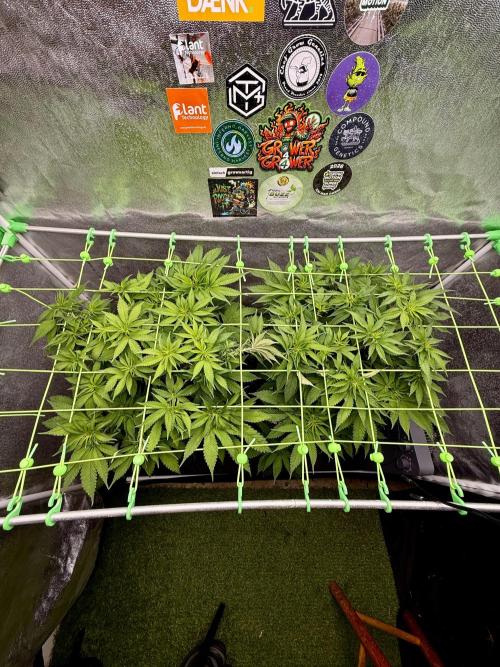 Original Sensible Seeds. Week 10