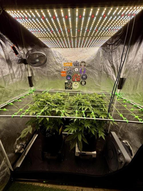 Original Sensible Seeds. Week 10