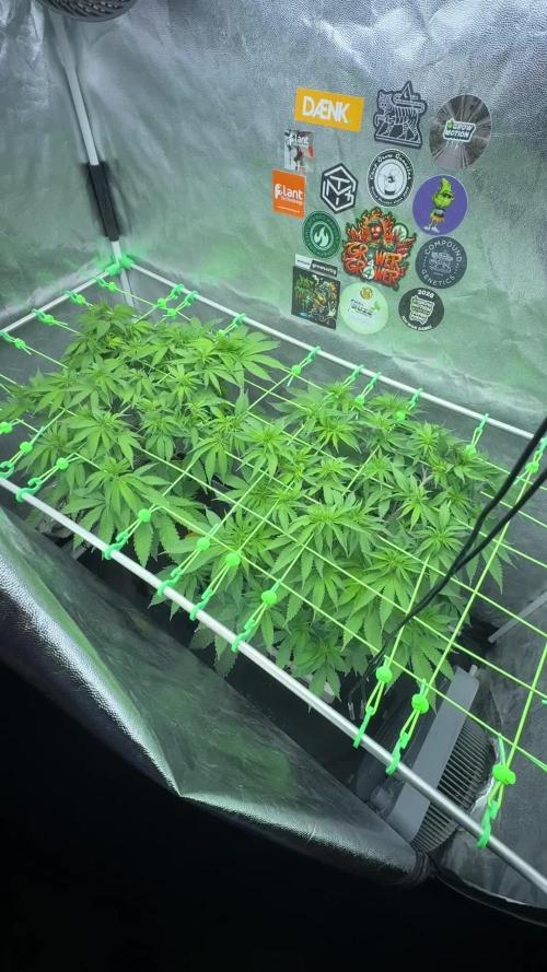 Original Sensible Seeds