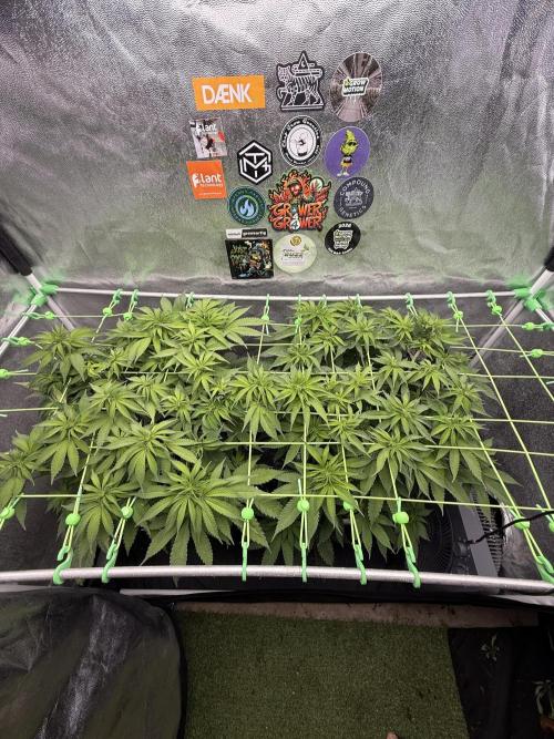Original Sensible Seeds. Week 10