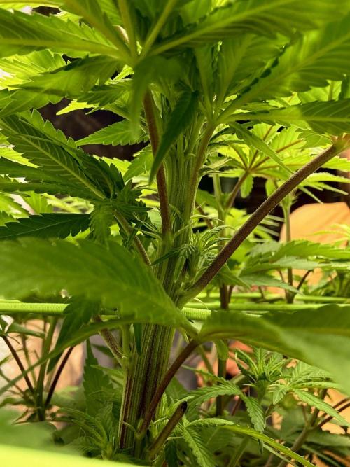 Original Sensible Seeds. Week 10 - Double stem action