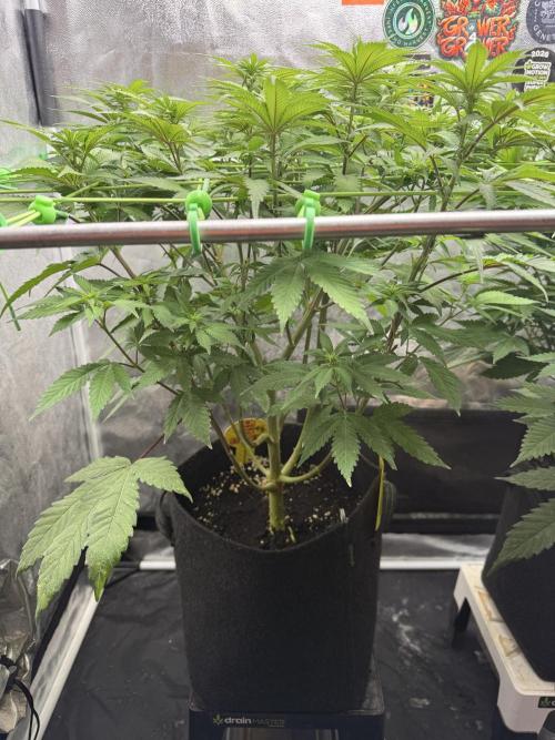 Original Sensible Seeds. Week 11