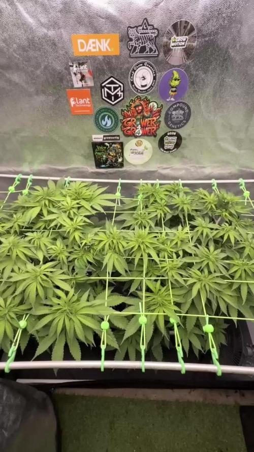 Original Sensible Seeds