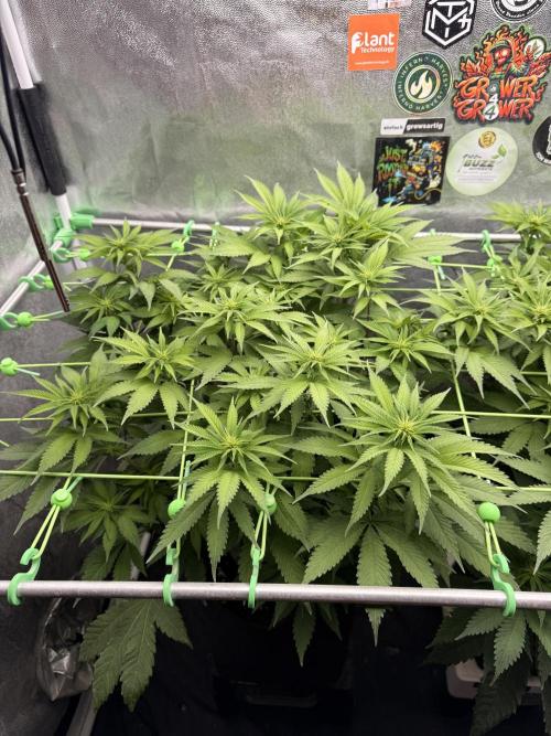 Original Sensible Seeds. Week 11