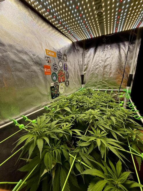 Original Sensible Seeds. Week 11