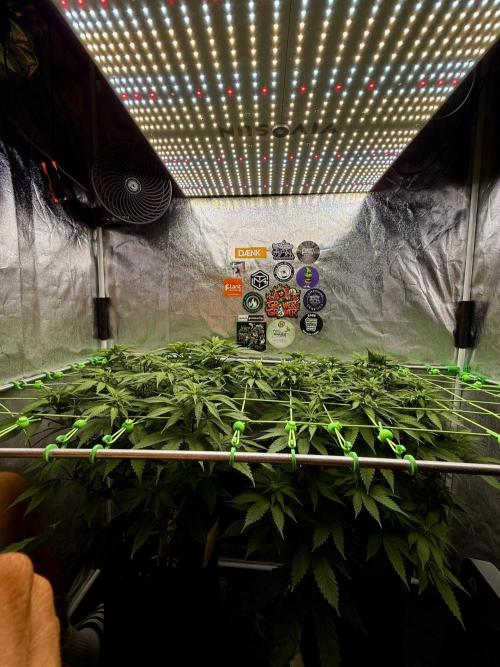 Original Sensible Seeds. Week 11