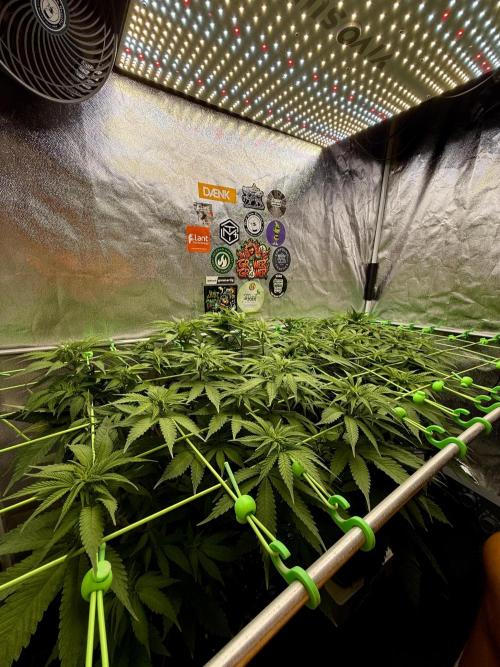 Original Sensible Seeds. Week 11